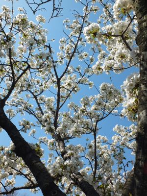 緑道（大島ざくら）
