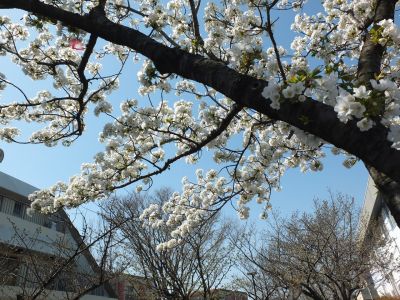 緑道（大島ざくら）
