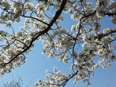 緑道（大島ざくら）
