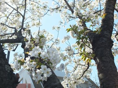 緑道（大島ざくら）
