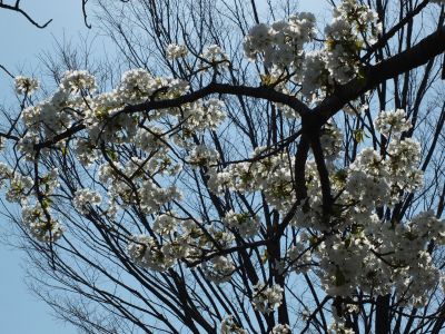 緑道（大島ざくら）
