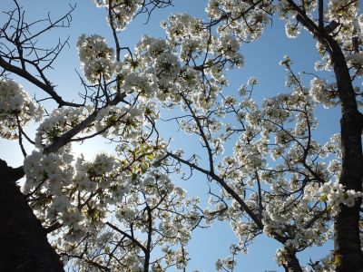 緑道（大島ざくら）
