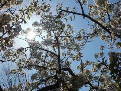 緑道（大島ざくら）
