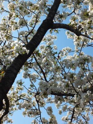 緑道（大島ざくら）
