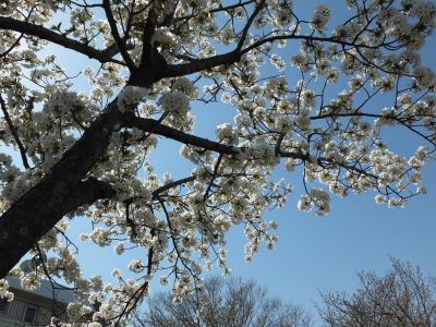 緑道（大島ざくら）
