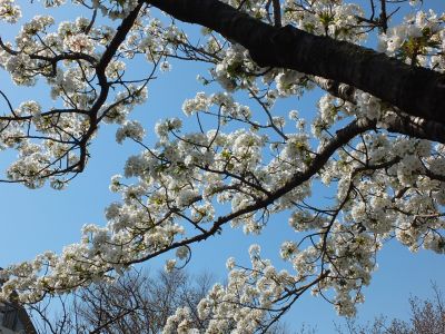 緑道（大島ざくら）
