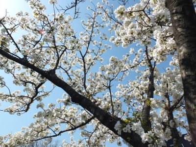 緑道（大島ざくら）
