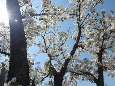 緑道（大島ざくら）
