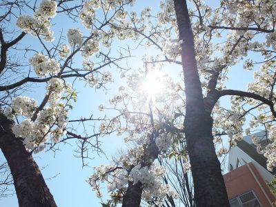 緑道（大島ざくら）
