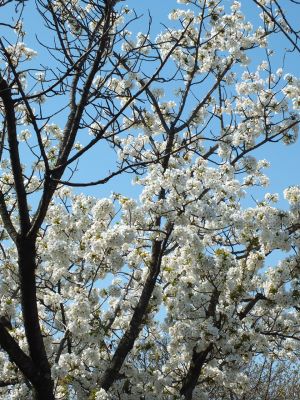 緑道（大島ざくら）

