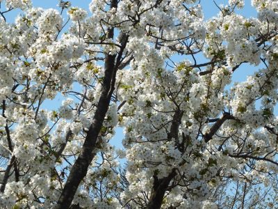 緑道（大島ざくら）
