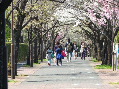 緑道（大島ざくら）
