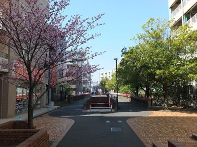 都筑ふれあいの丘駅前（陽光ざくら）
