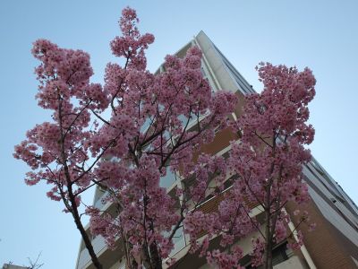 都筑ふれあいの丘駅前（陽光ざくら）
