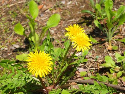 ささぶねの道（たんぽぽ）
