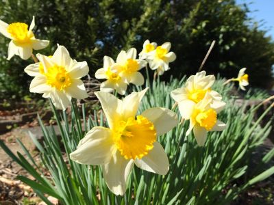 ささぶねの道（水仙）
