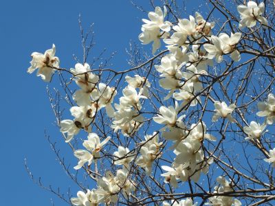 ささぶねの道（モクレン）
