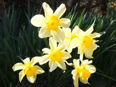 ささぶねの道（水仙）
