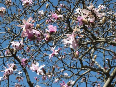 ささぶねの道（こぶし）
