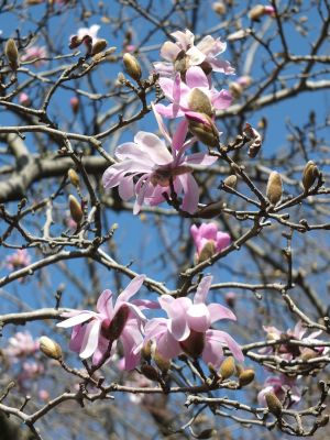 ささぶねの道（こぶし）
