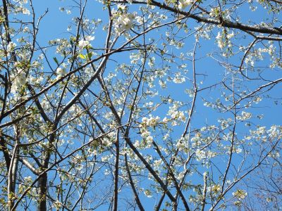 けやきが丘（大島ざくら）
