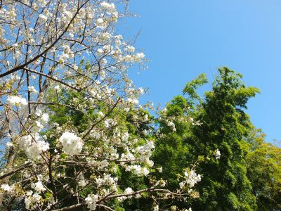 けやきが丘（大島ざくら）
