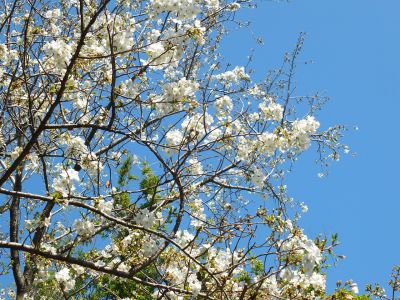 けやきが丘（大島ざくら）
