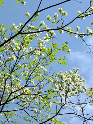 みずきが丘（ななみずき）
