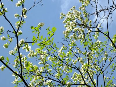 みずきが丘（ななみずき）
