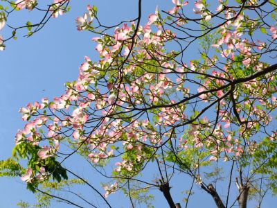 みずきが丘（ななみずき）
