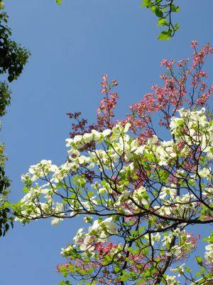 みずきが丘（ななみずき）
