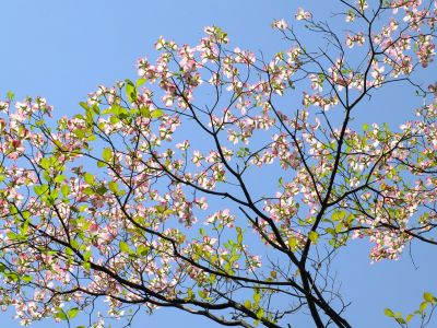 みずきが丘（ななみずき）
