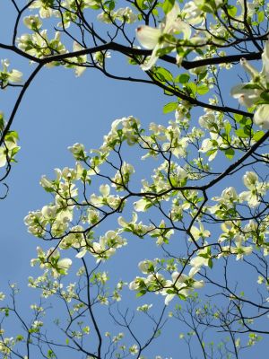 みずきが丘（ななみずき）
