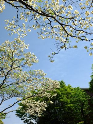 みずきが丘（ななみずき）
