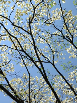 みずきが丘（ななみずき）
