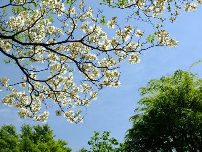 みずきが丘（ななみずき）
