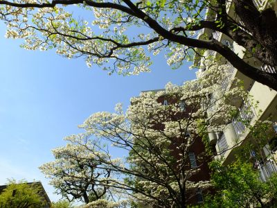 みずきが丘（ななみずき）
