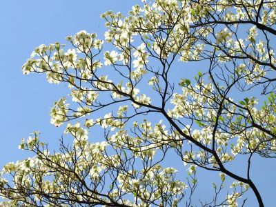 みずきが丘（ななみずき）
