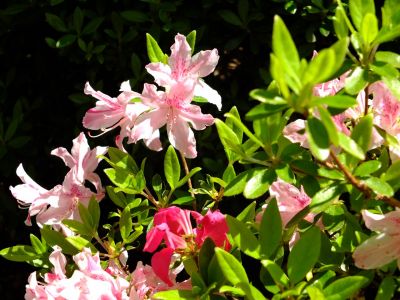 鴨池公園（つつじ）
