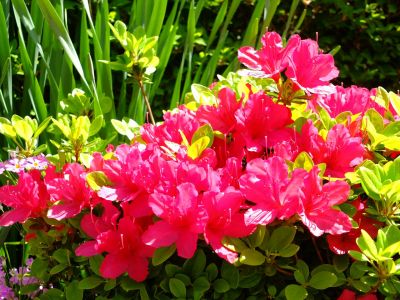 鴨池公園（つつじ）
