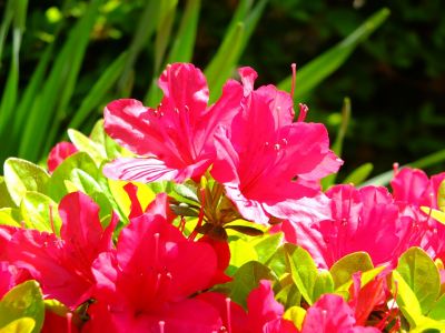 鴨池公園（つつじ）
