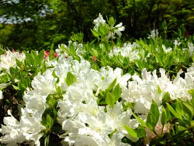 鴨池公園（つつじ）
