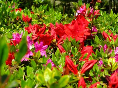 鴨池公園（つつじ）
