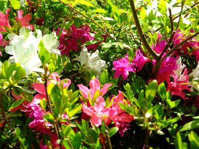 鴨池公園（つつじ）
