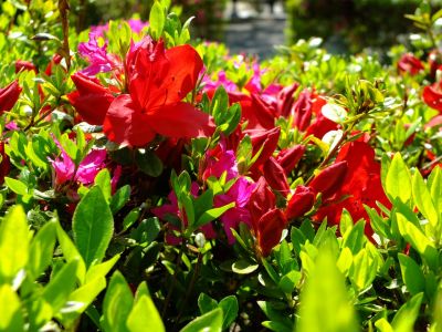 鴨池公園（つつじ）
