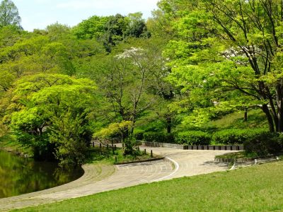 鴨池公園（はなみずき）

