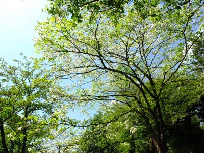 鴨池公園（はなみずき）
