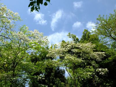 鴨池公園（はなみずき）
