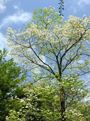 鴨池公園（はなみずき）
