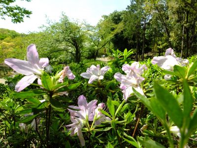 鴨池公園（つつじ）
